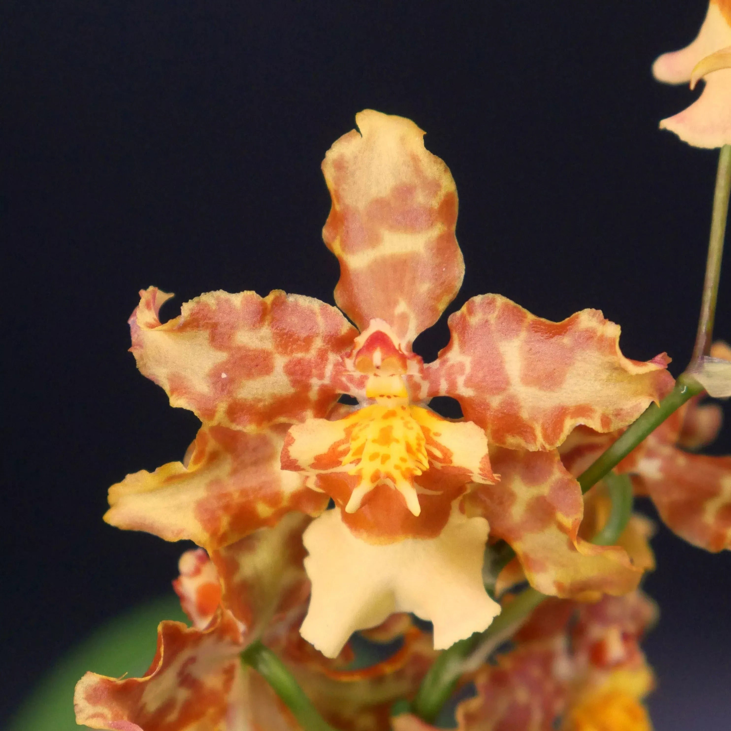 Wils. Pacific Passage 'Handsome'