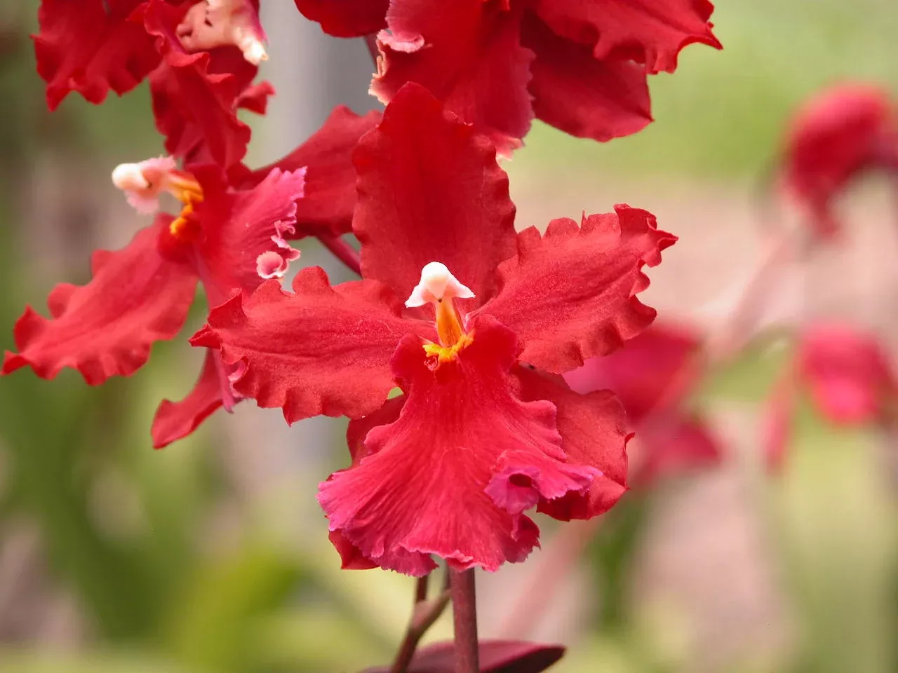 Wils. Pacific Perspective 'Hot Stuff'