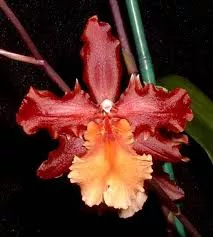 Wils. Pacific Perspective 'Pacific Heat'