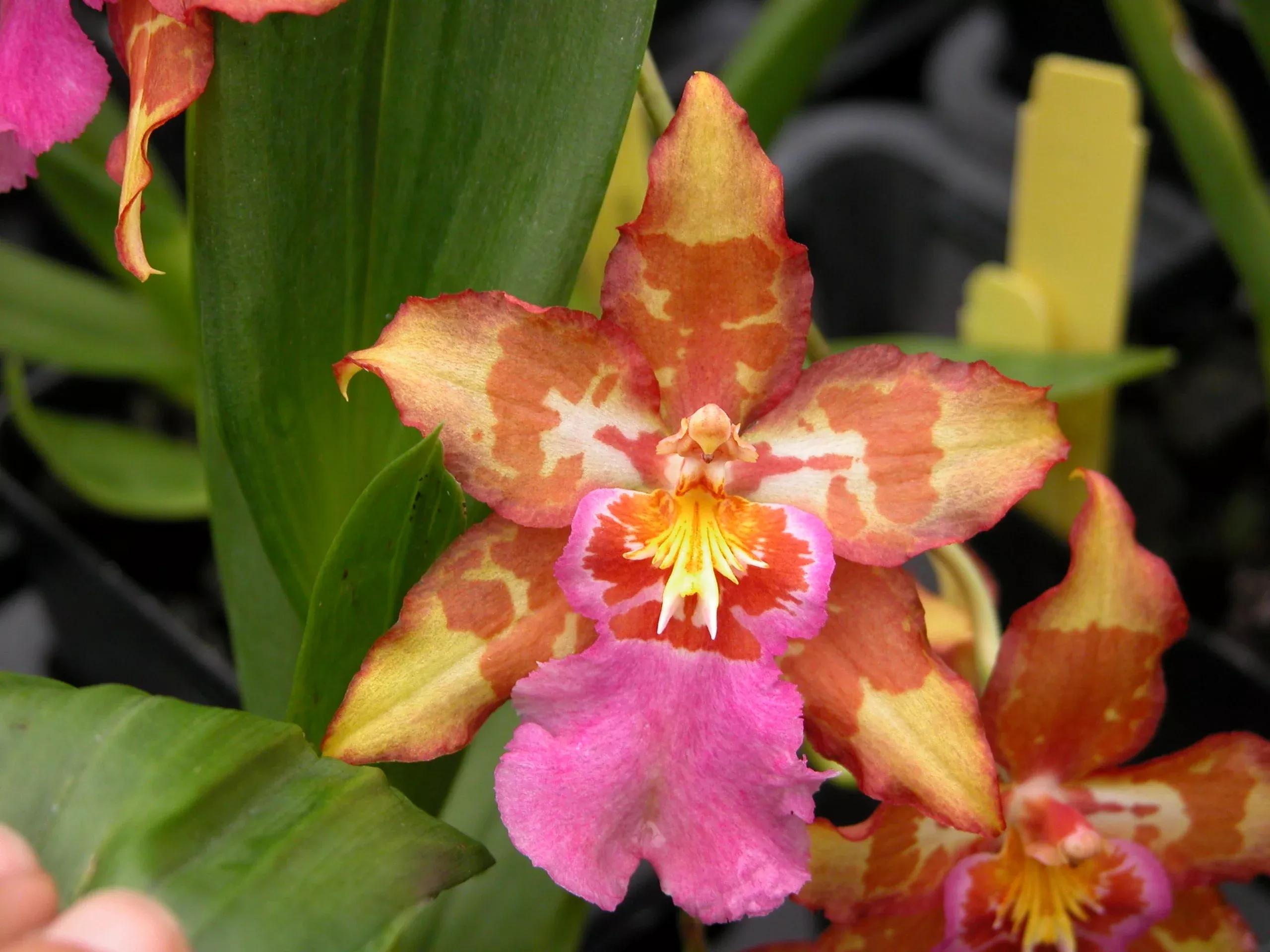 Wils. Sheila Anne 'Pacific Kaleidescope'