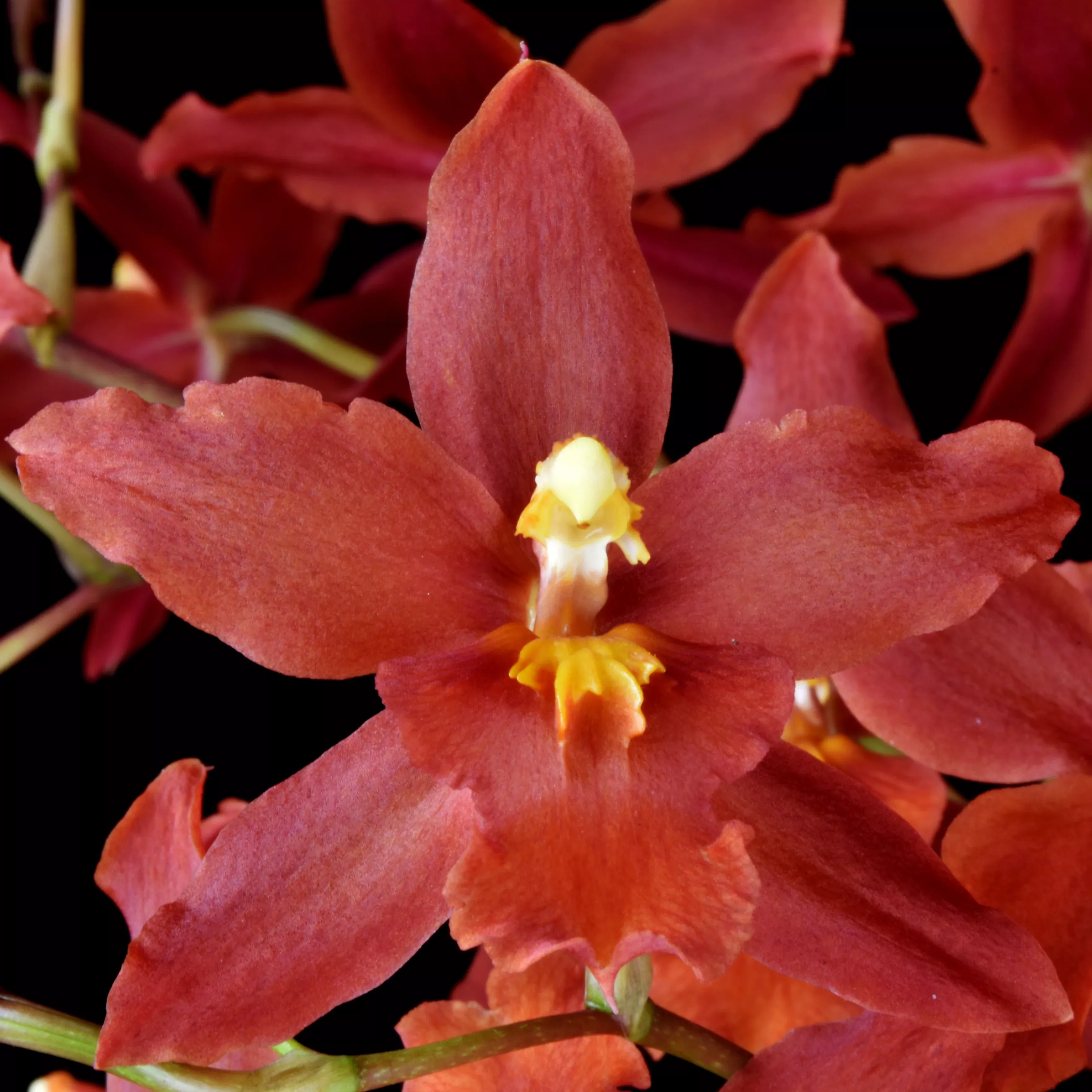 Wils. Spacemine 'Red Rendezvous' AM/AOS