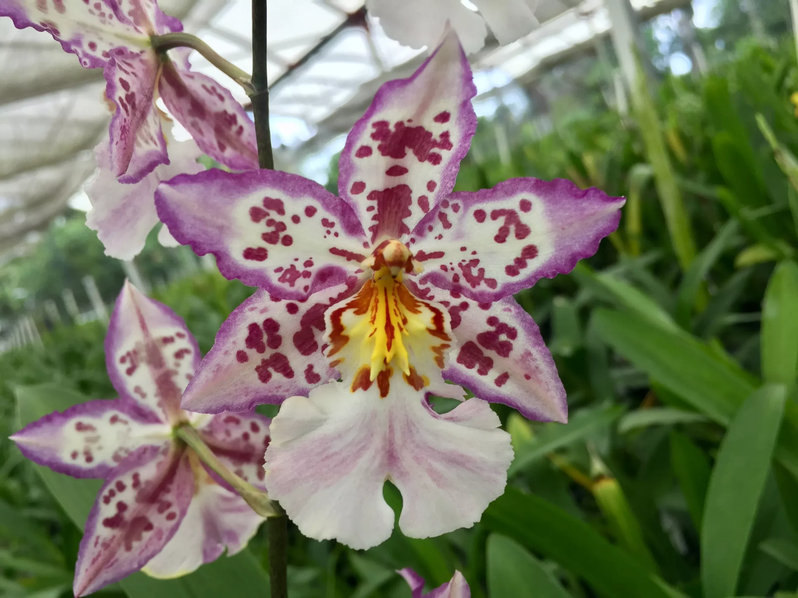 Wils. Tigersette 'Wild Court' with a Pink Ecopot