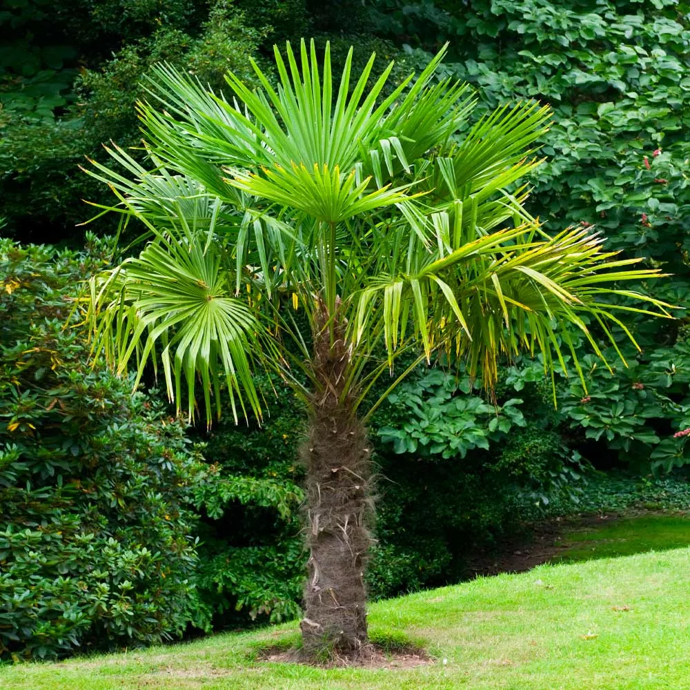 Windmill Palm Tree