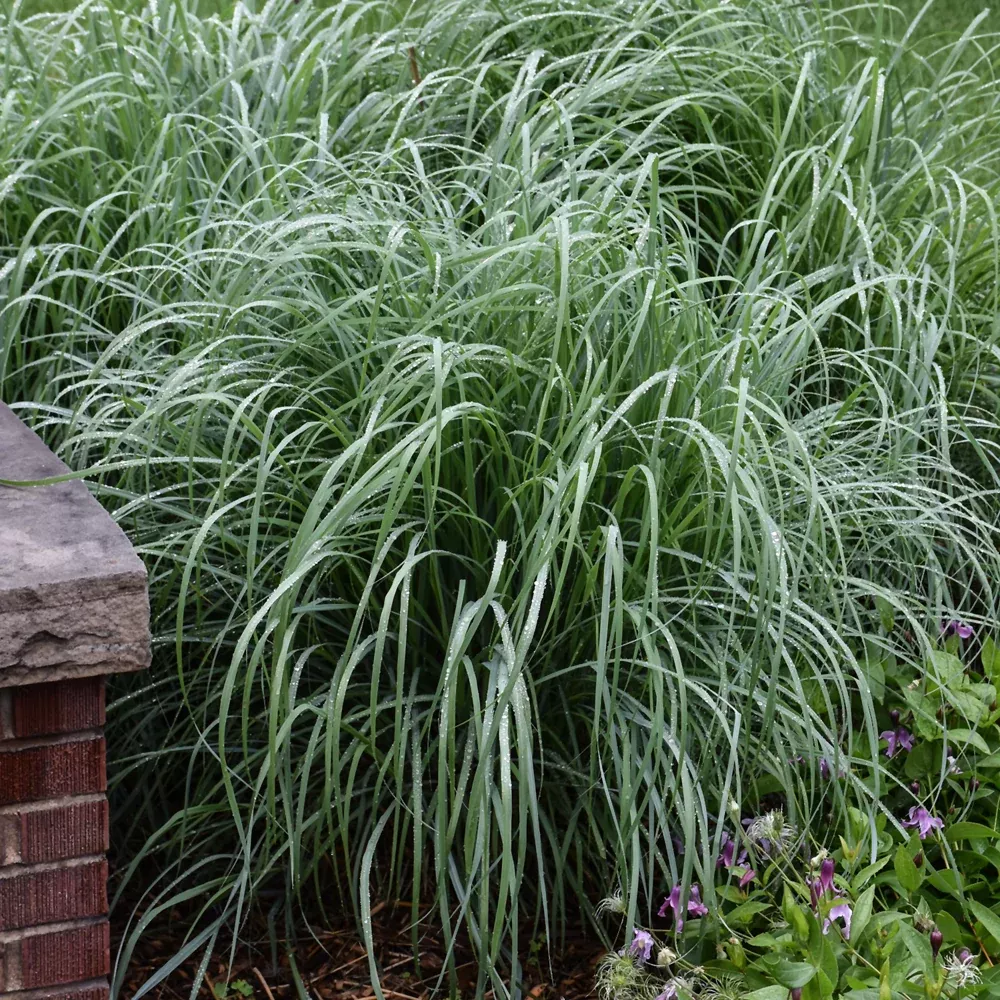 Windwalker Big Bluestem