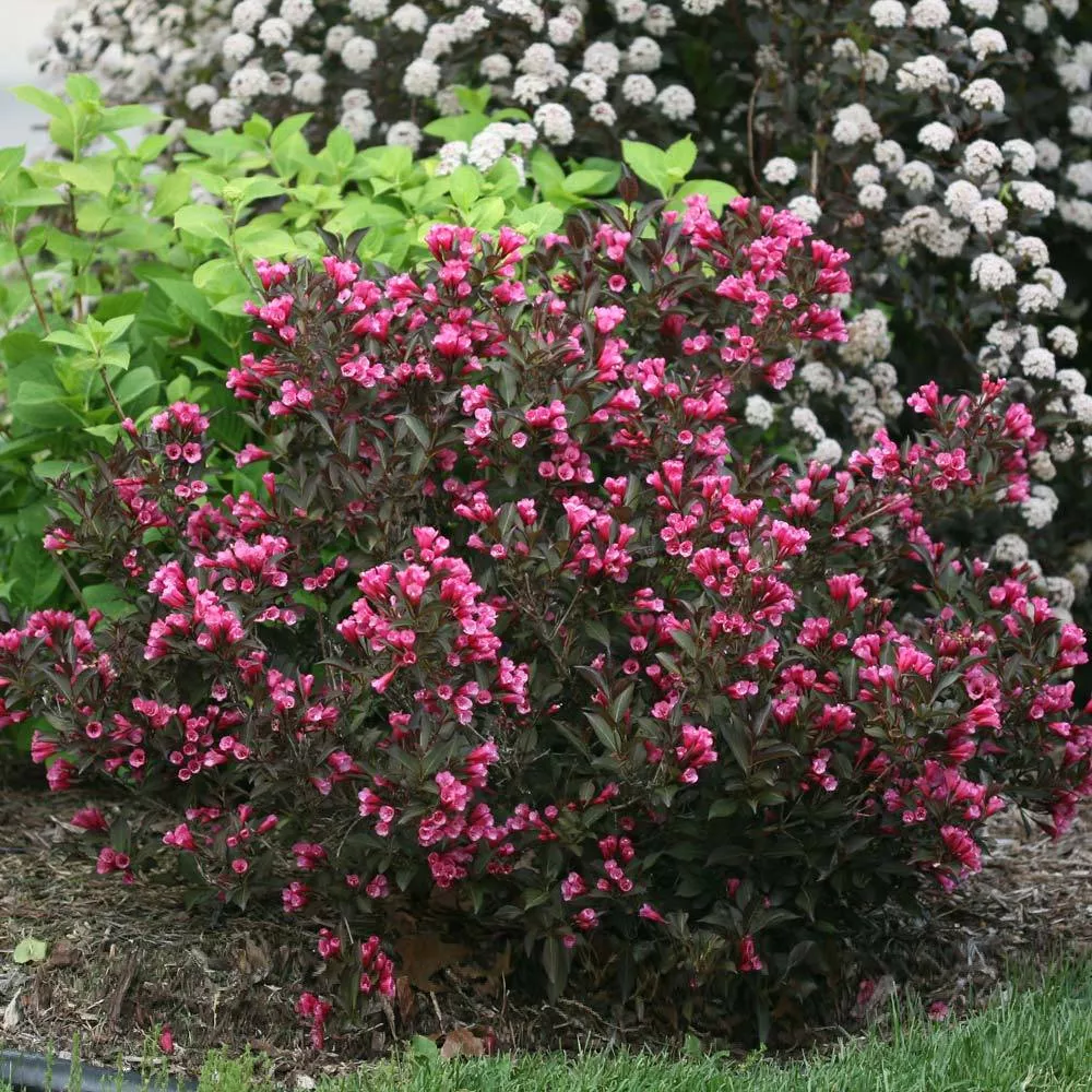 Wine & Roses Weigela Shrub