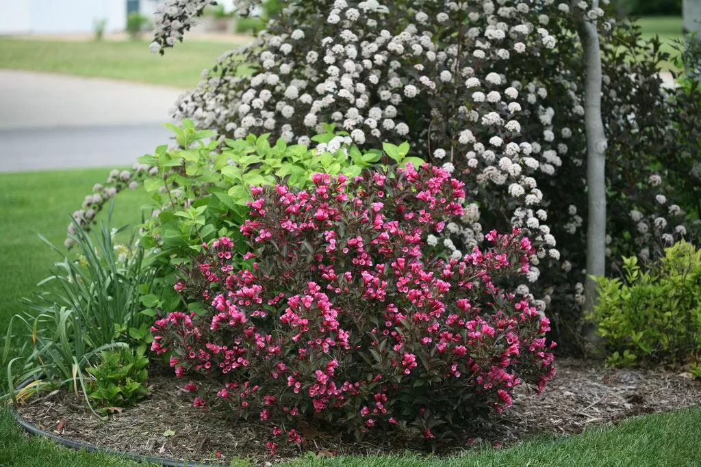 Wine & Roses Weigela