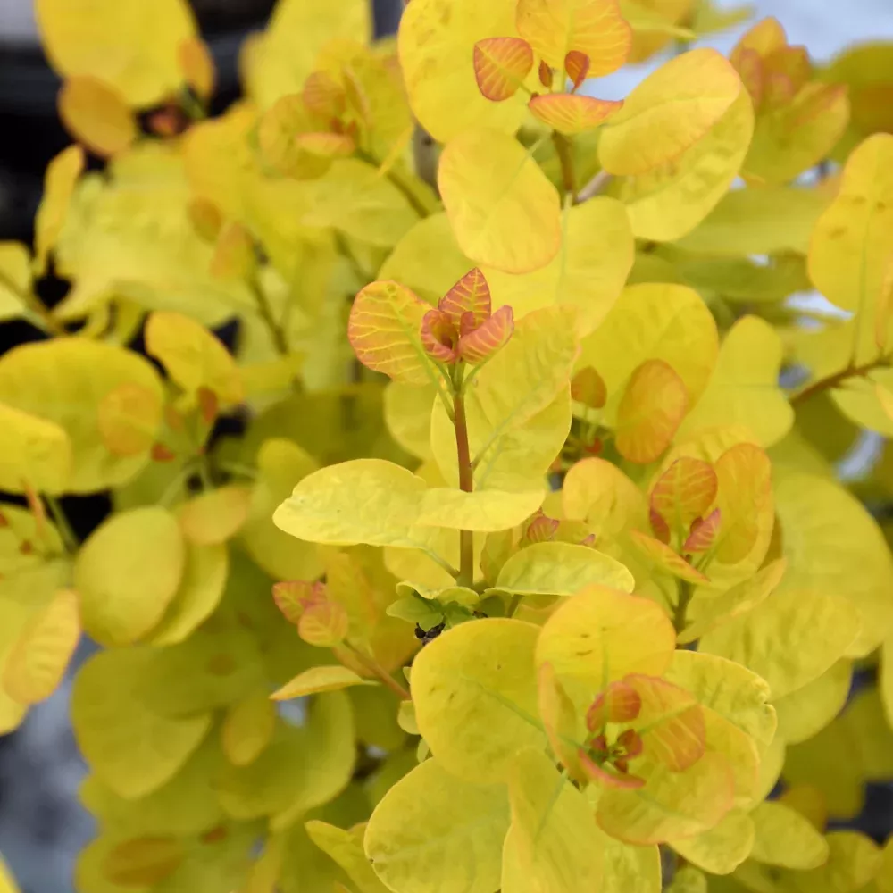 Winecraft Gold Smokebush