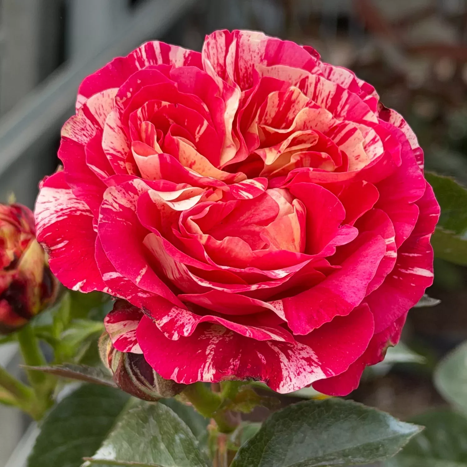 Winning Streak™ Rose