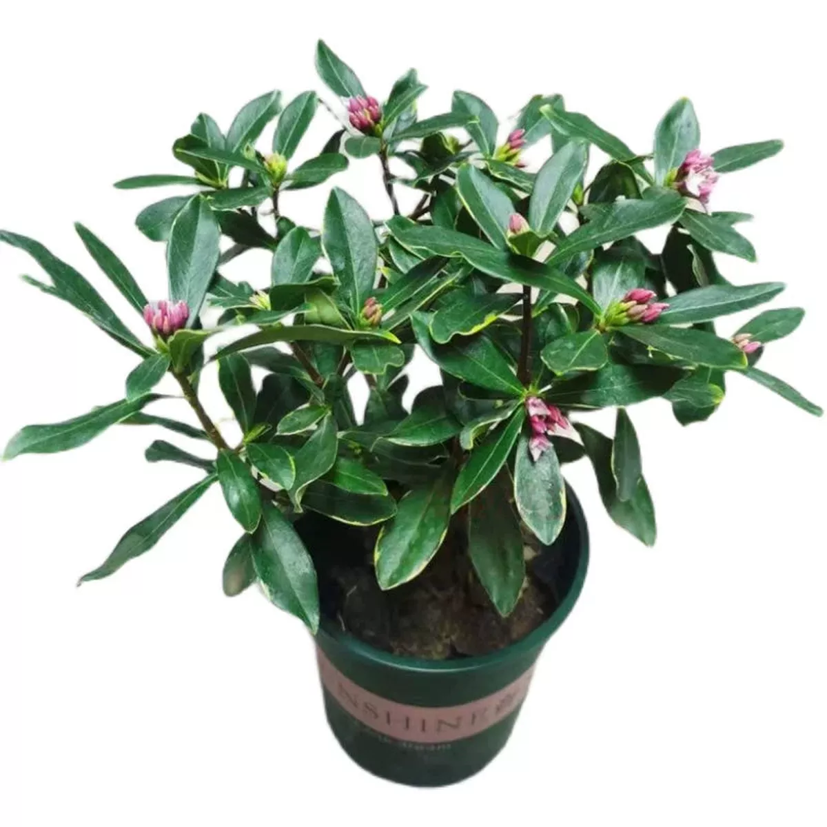 Winter Daphne