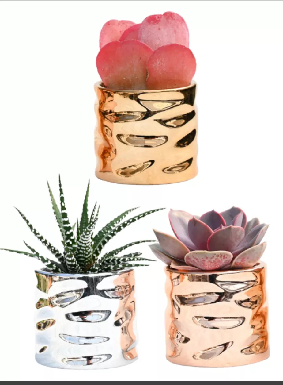 Winter Lux Deco w/ Succulents