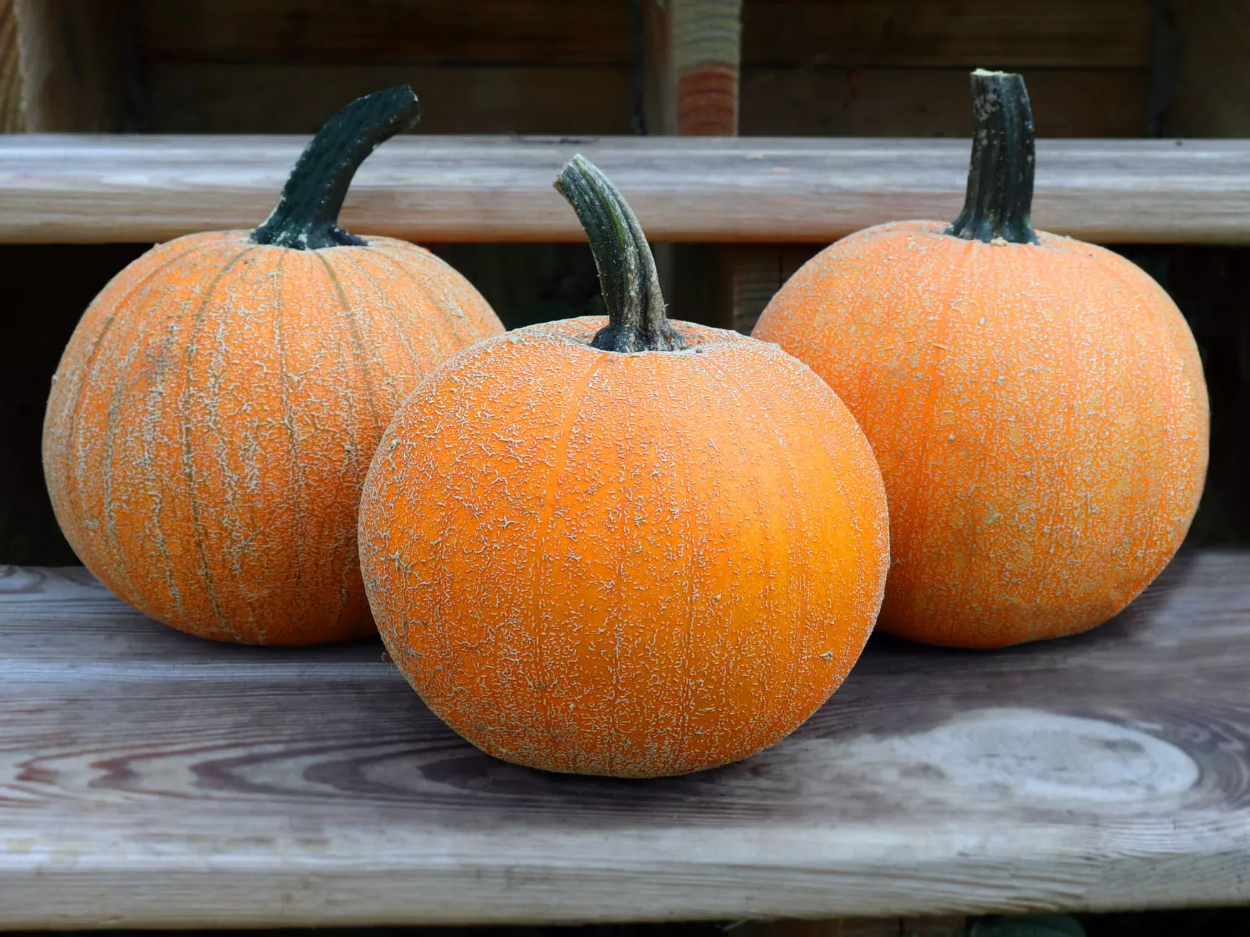 Winter Luxury Pie Pumpkin Seeds