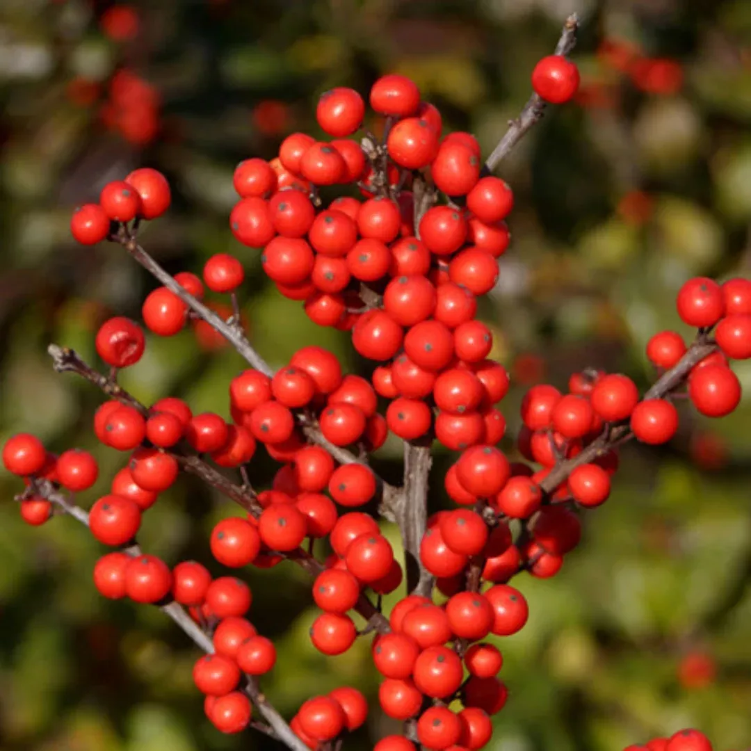 Winter Red Winterberry Holly is The Cold Hardiest of All Holly Varieties