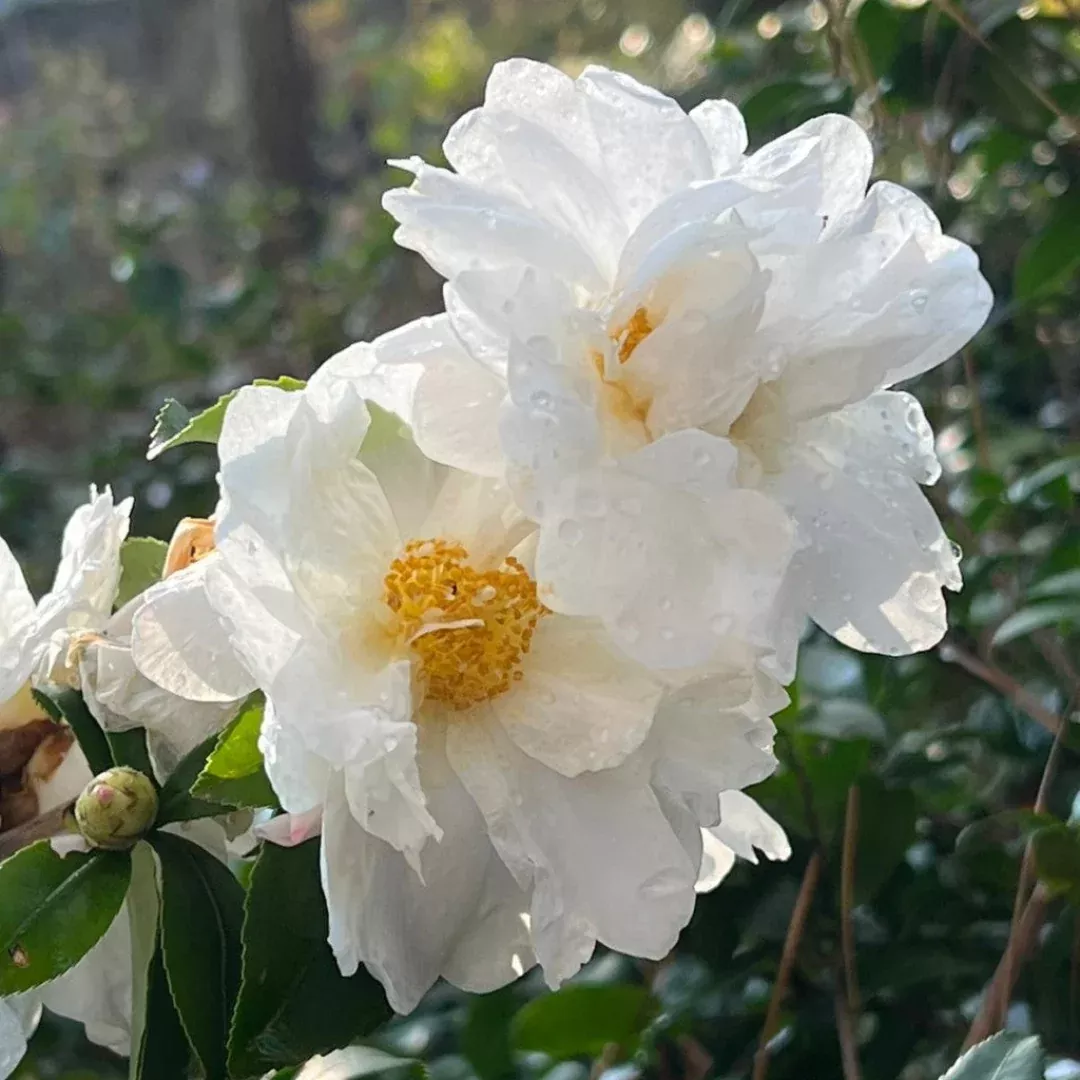 Winter's Snowman Camellia-Cold Hardy to 5*F