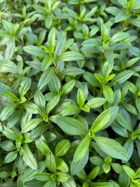 Winter Savory