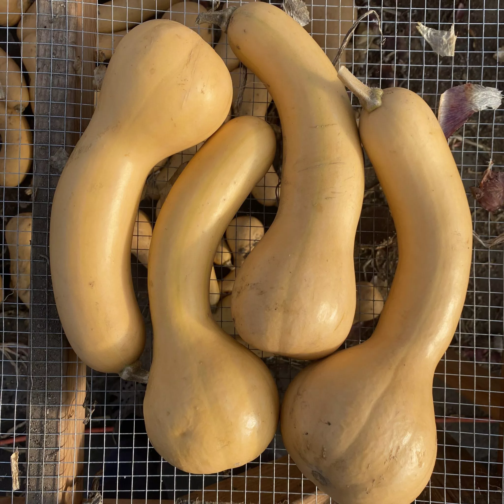Winter Squash – Canada Crookneck