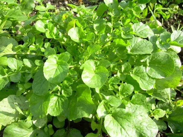 Wintercress (1500's)