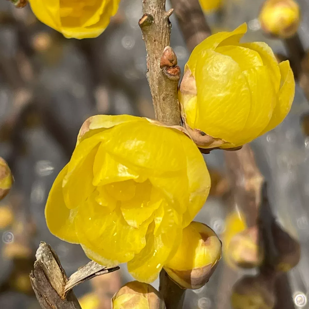 Wintersweet Chimonanthus Tree