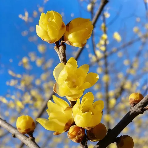 Wintersweet Seeds (Chimonanthus praecox) for Fragrant Winter Garden & Bonsai