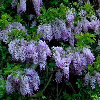 Wisteria Amethyst Falls Staked 5 Gallon