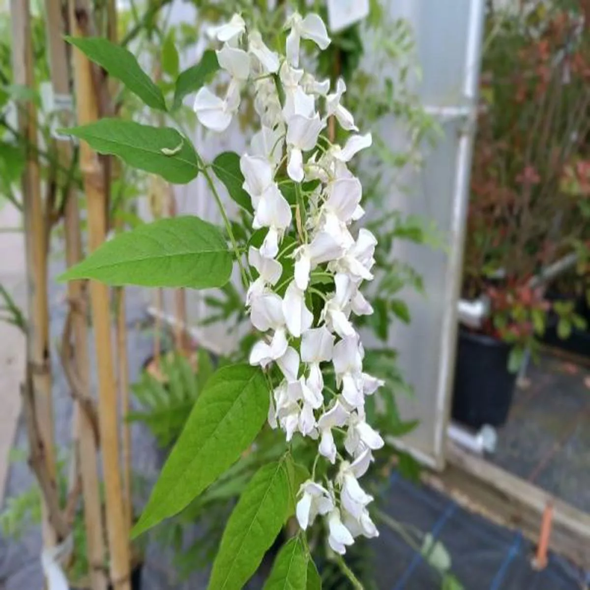Wisteria floribunda AlbaWhite Japanese Wisteria