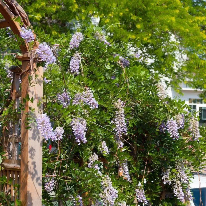 Wisteria macrostachys 'Betty Mathews'- First Editions Summer Cascade™ Wisteria