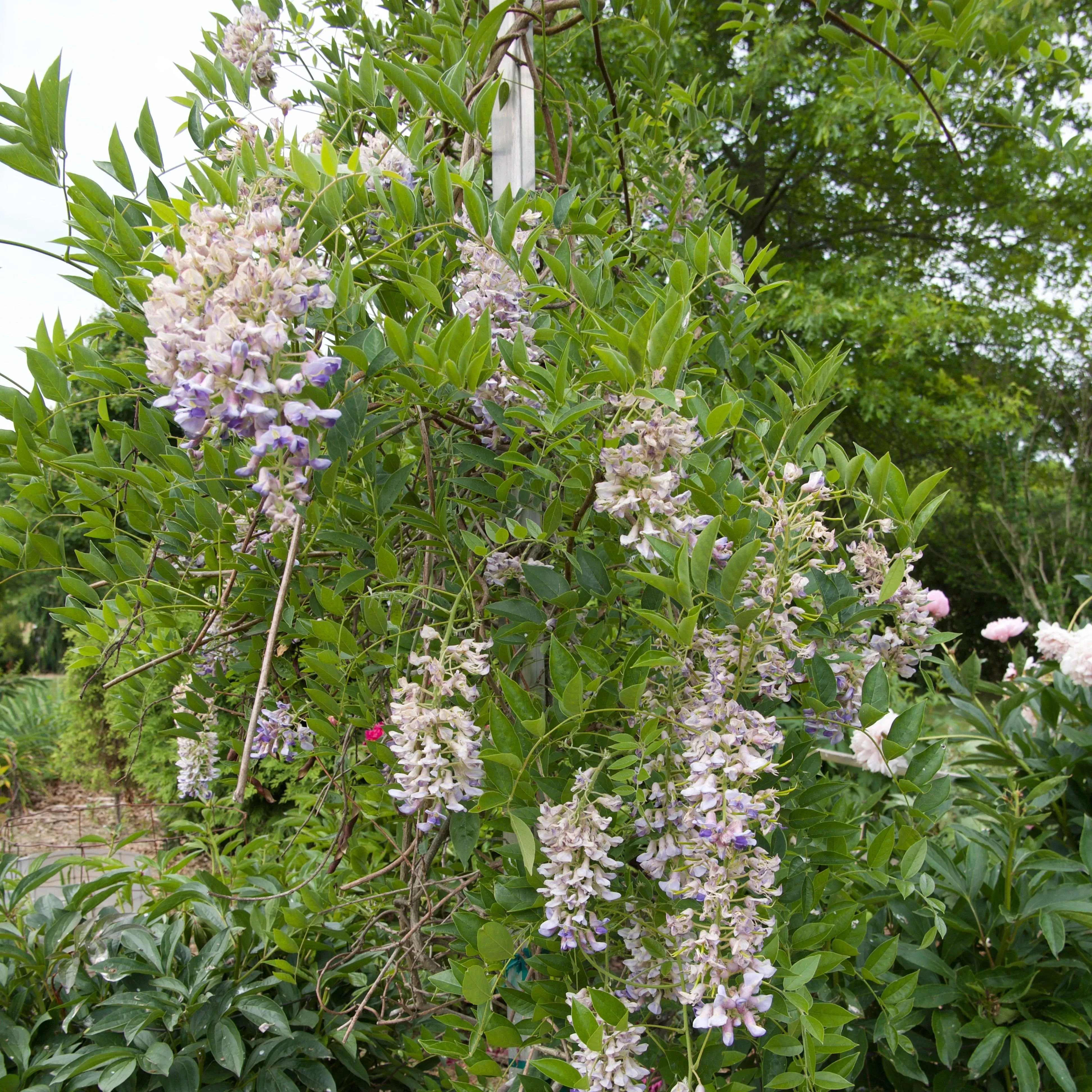 Wisteria macrostachys 'Blue Moon'- Blue Moon Wisteria