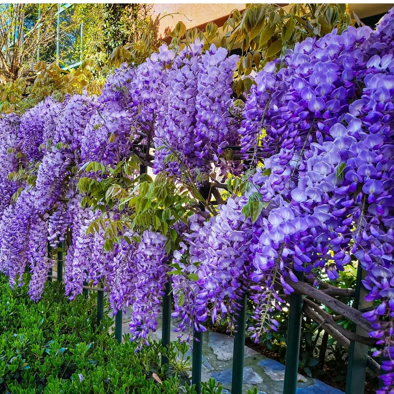 Wisteria Plant