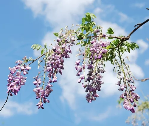 Wisteria sinensis seeds
