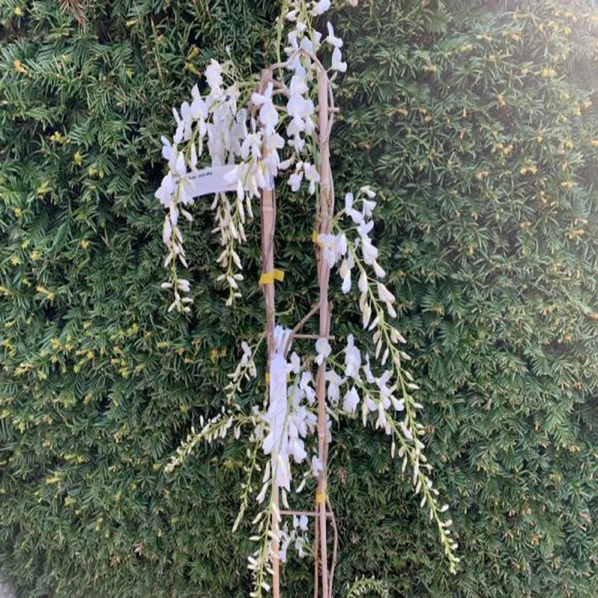 Wisteria sinensis var sinensis f. albaChinese white wisteria