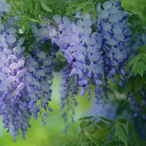 Wisteria sinensis