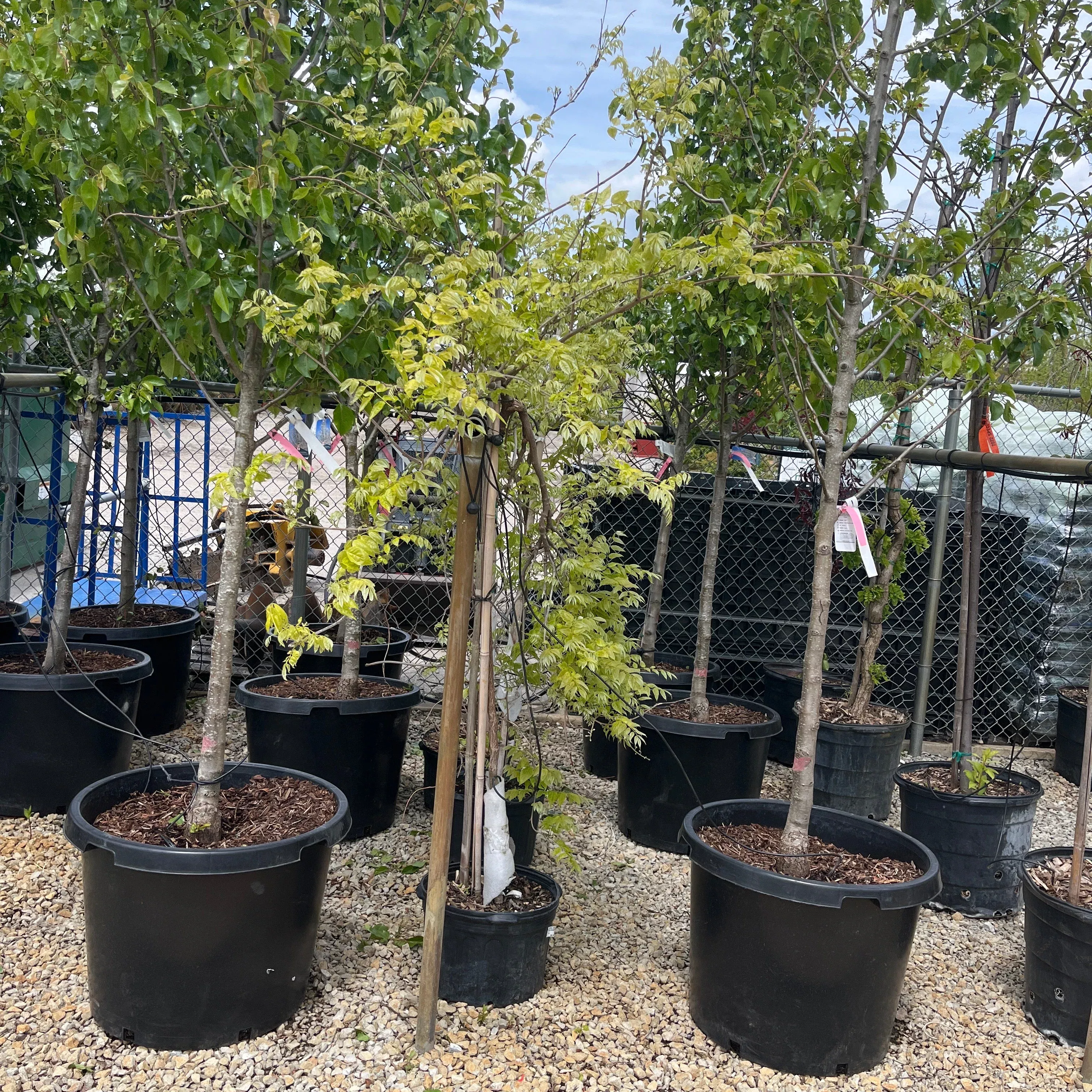 Wisteria Tree, 5 Gallon Potted Tree
