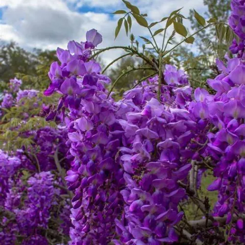 Wisteria Vine