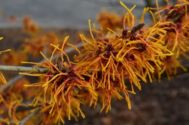 Witch Hazel 3 Gallon