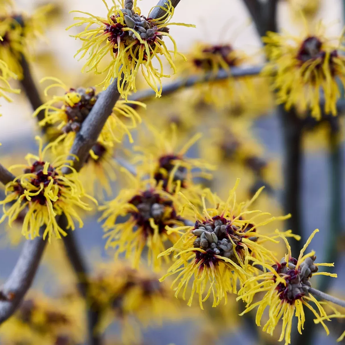 Witch Hazel (Hamamelis virginiana)