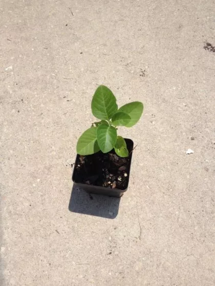 Withania Somnifera (Ashwagandha) – Live Plant- FREE SHIPPING