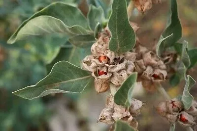 Withania somnifera Seeds - Ashwagandha