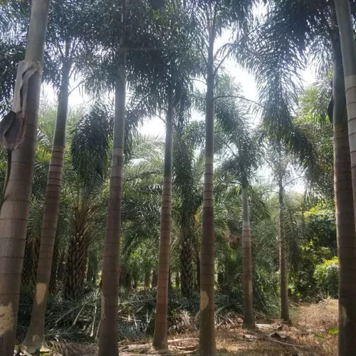 Wodyetia bifurcata