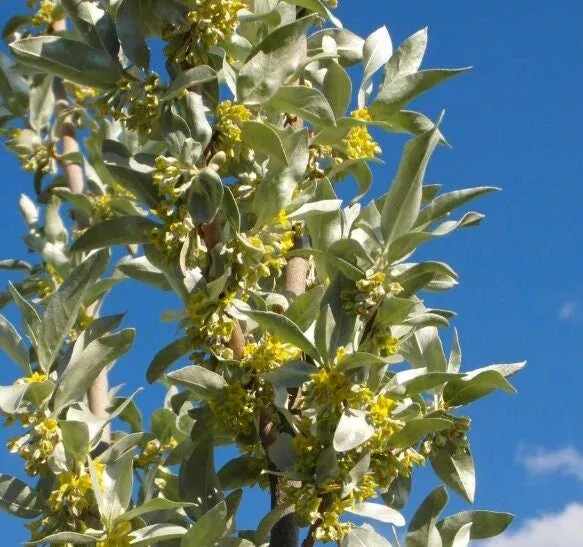 Wolf Willow Seeds