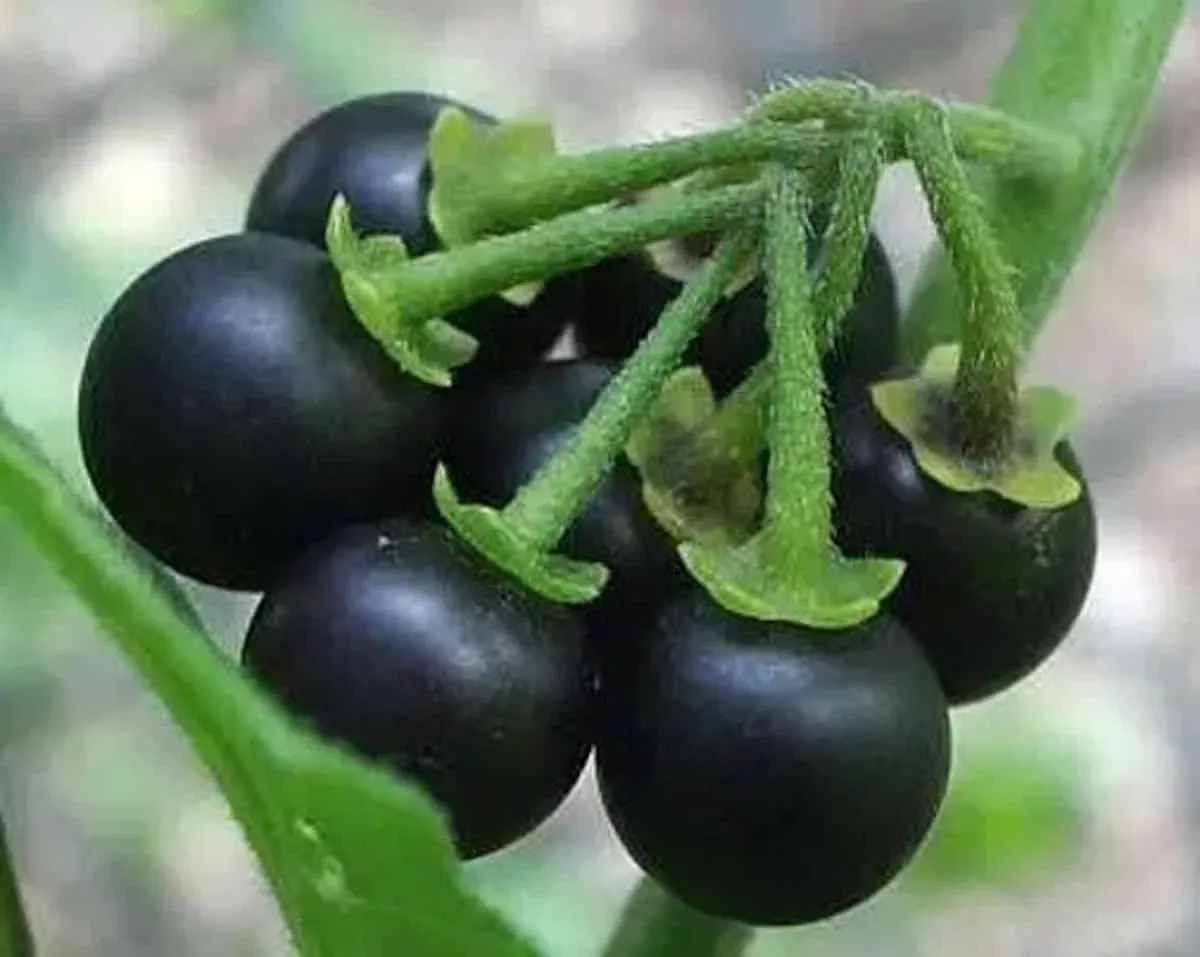 Wonderberry
