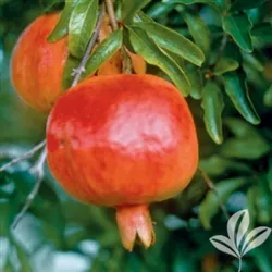 WONDERFUL POMEGRANATE-Punica granatum ‘Wonderful’ Chill: 150Zone 6