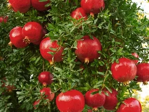 Wonderful pomegranate