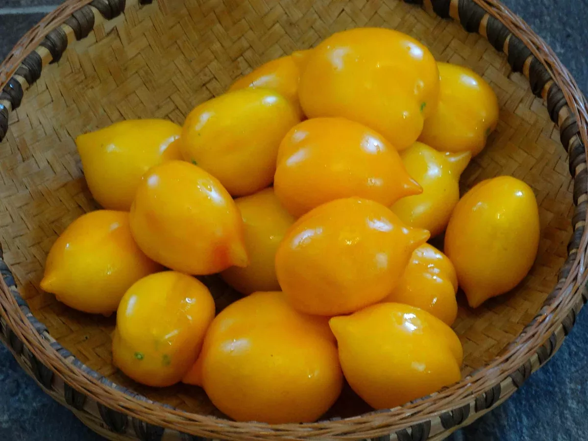 Wonderlight Tomato