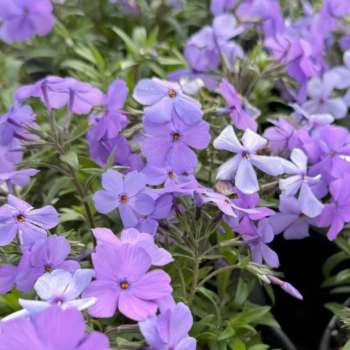 Woodlander Purple Phlox