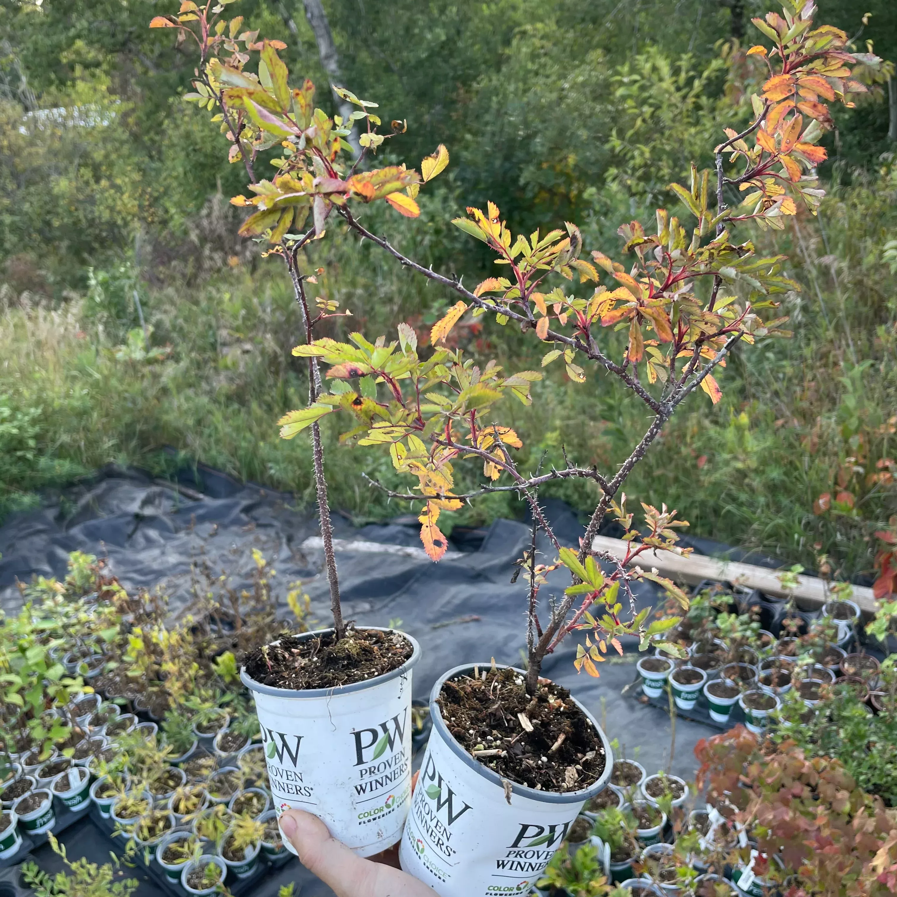Woods' Rose (Rosa woodsii)
