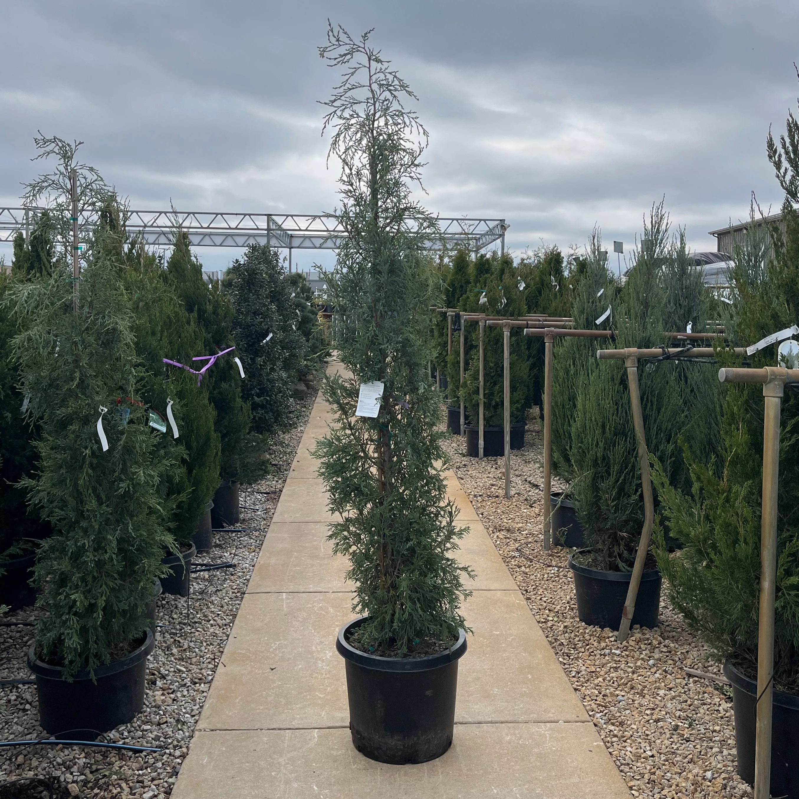Woodward Columnar Juniper - Juniperus scopulorum - 15 Gallon Potted Evergreen Tree