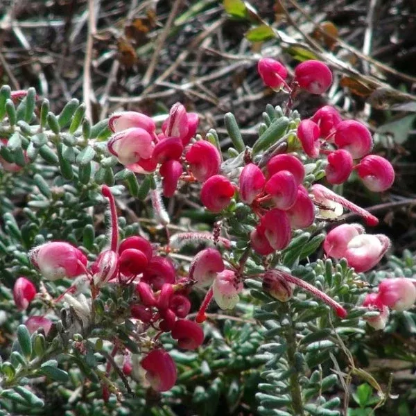 Woolly Grevillea