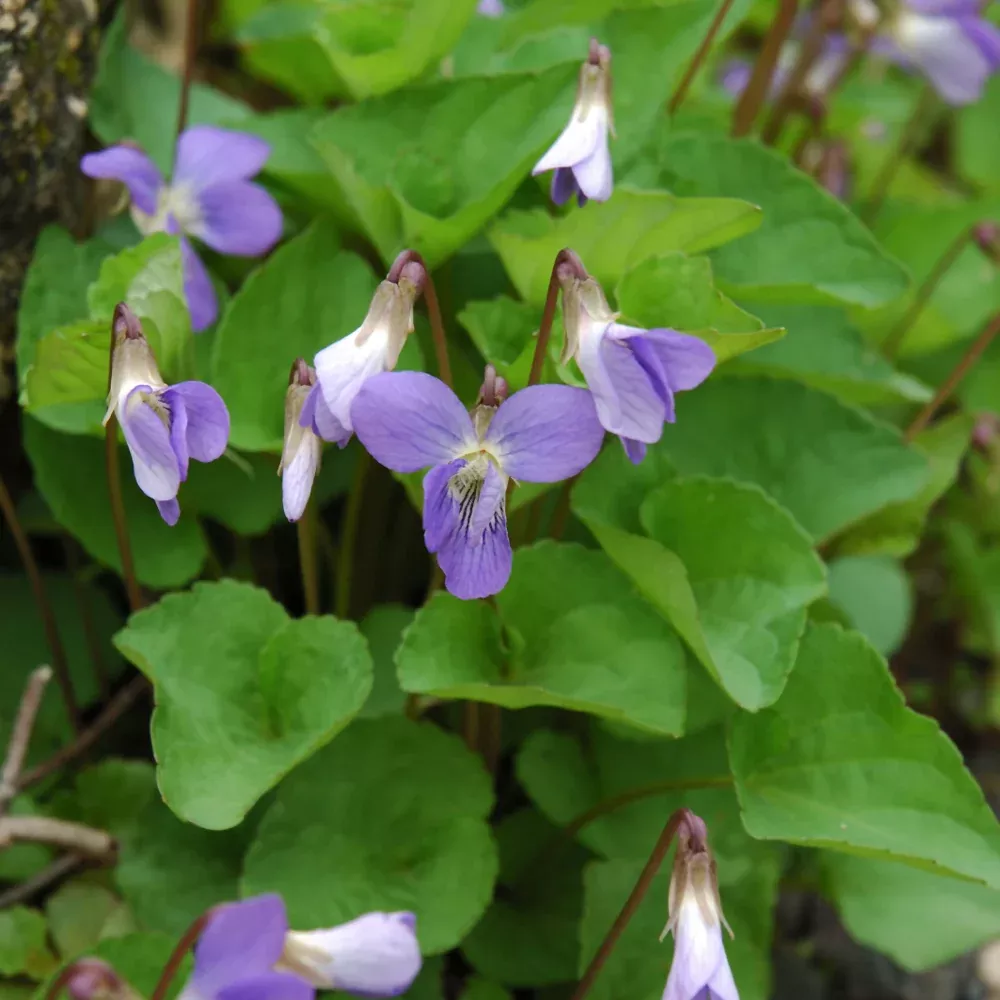 Wooly Blue Violet