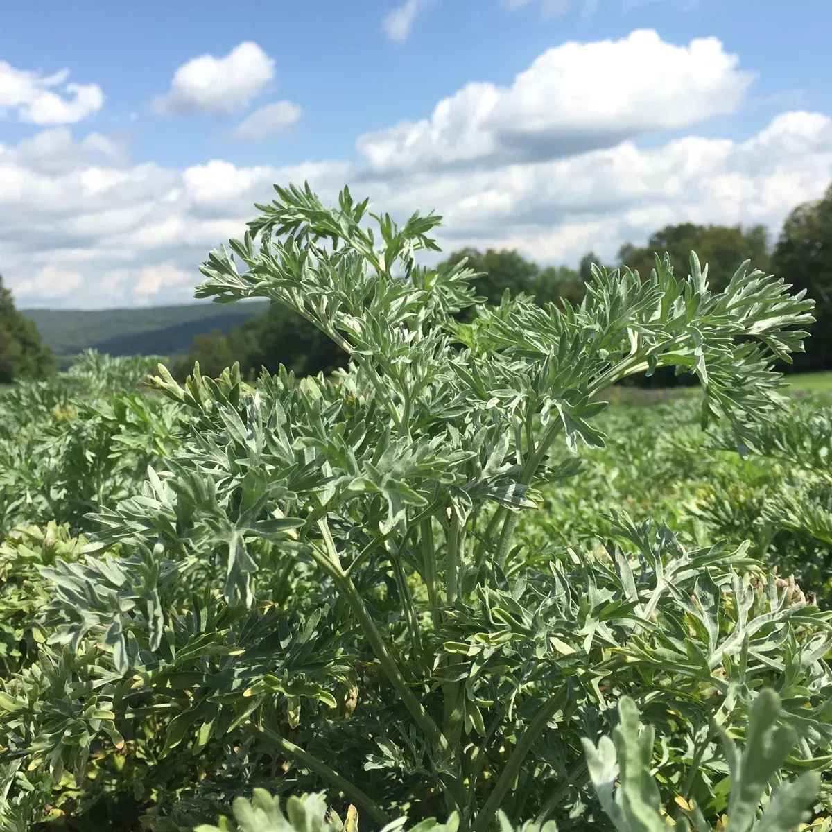 Wormwood, Absinthe (Artemisia absinthium)