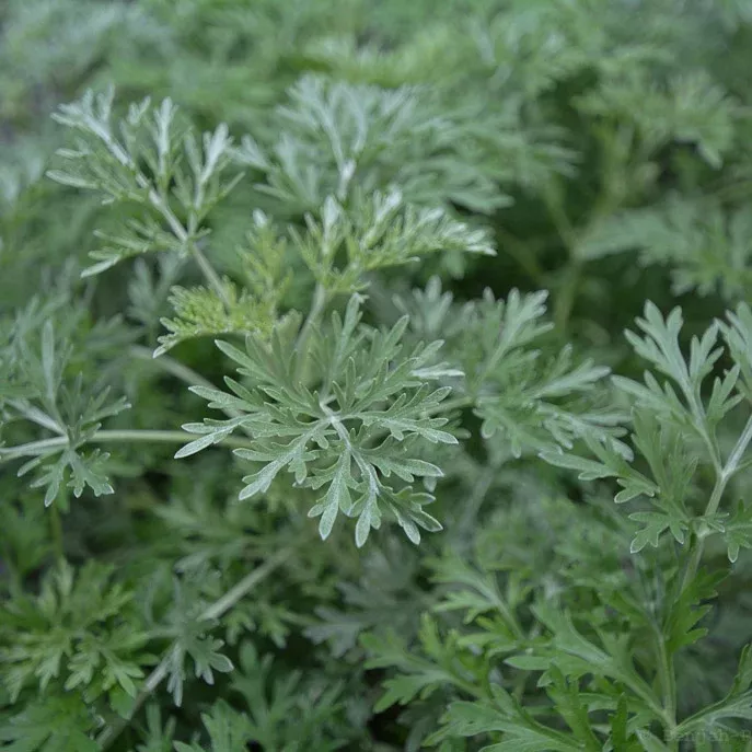 Wormwood 'Powis Castle'