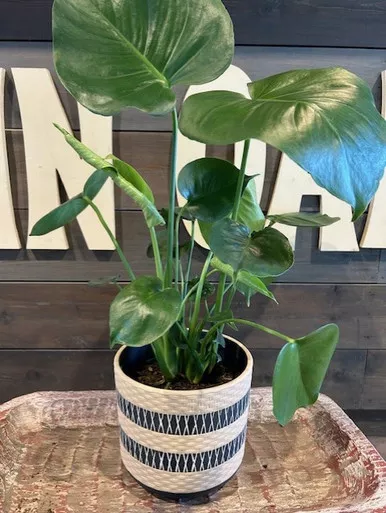 Woven Basket Terra Cotta Planter